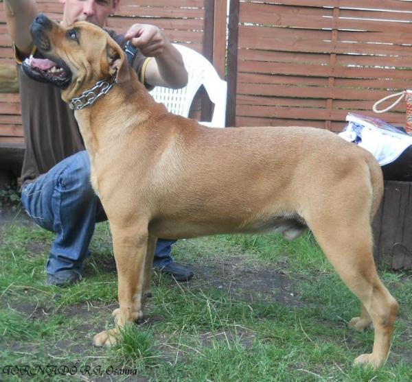 Tornado R.J. Osanna | Ca de Bou 