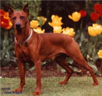 TRIX Petit Bonheur | German Pinscher 