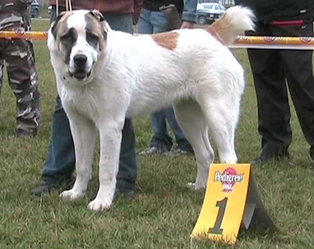 Ryazan Yakshi Suleima | Central Asian Shepherd Dog 