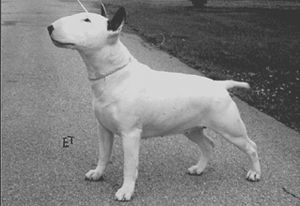 Quest Quiz Queen | Bull Terrier 