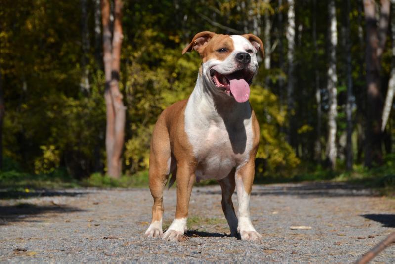 ALEXA Elles Vega | American Staffordshire Terrier 