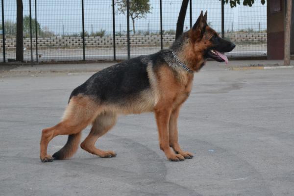 Rada Von Olympos | German Shepherd Dog 