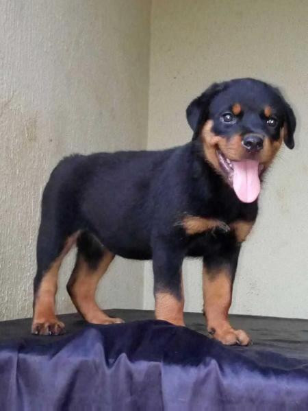 sindy sublime kennel | Rottweiler 