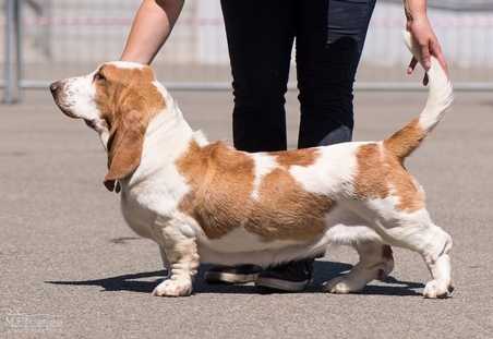 Saxana Lady Barnett's | Basset Hound 