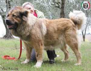 Tskaro Naslednitsa | Caucasian Mountain Dog 