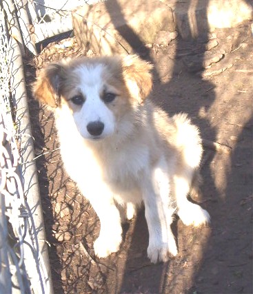 WILDROSE MAYA IBCA H100194 | Border Collie 