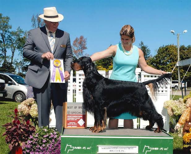 Glenlea Hot In Cleveland | Gordon Setter 