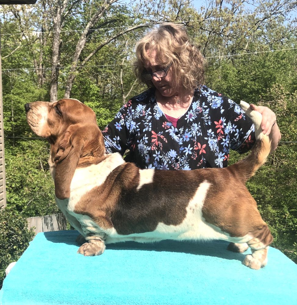 Contessa Triumpher Of The Ozarks | Basset Hound 