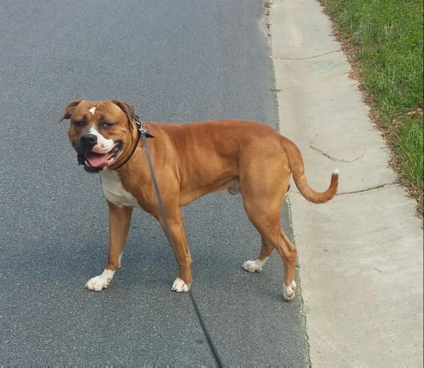 Extreme's Buster Brown | American Bulldog 