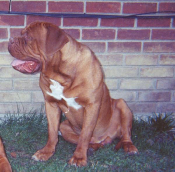 Blake's Star Ceasar De Bordeaux | Dogue de Bordeaux 