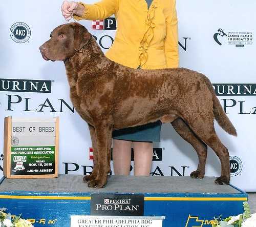 QuailRidge's Against the Wind | Chesapeake Bay Retriever 