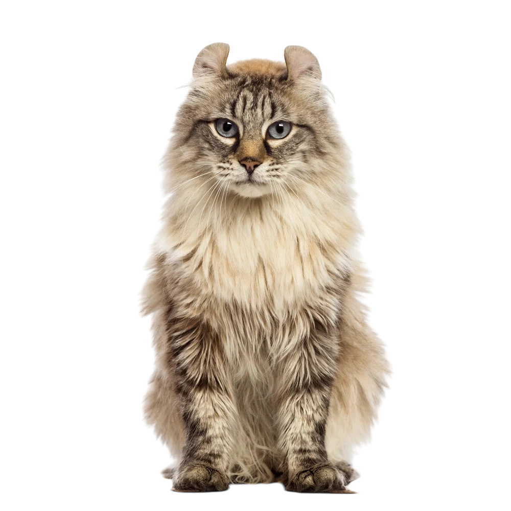 American Curl Cat