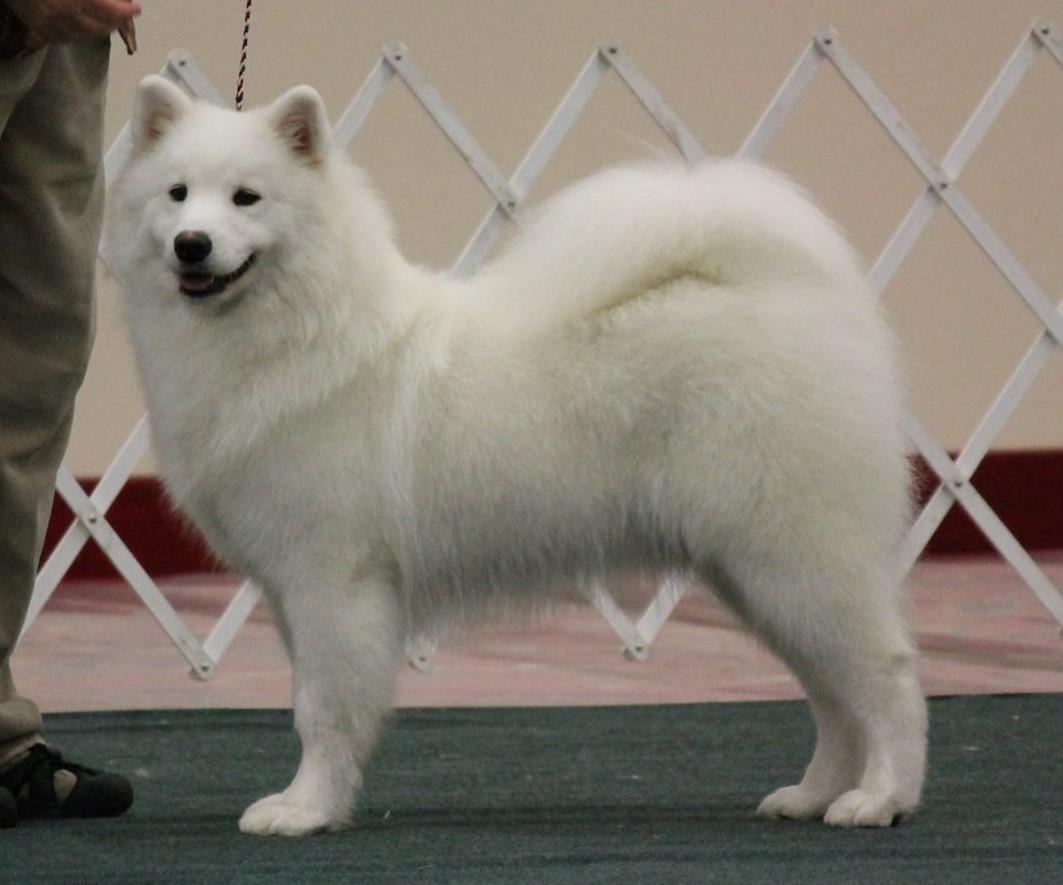 Wintersong N Doubletake's WindWalker | Samoyed 