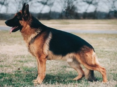 Pinto vom Hambachtal | German Shepherd Dog 