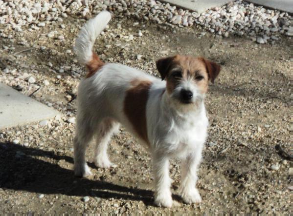 ZELDA ROYAL | Jack Russell Terrier 