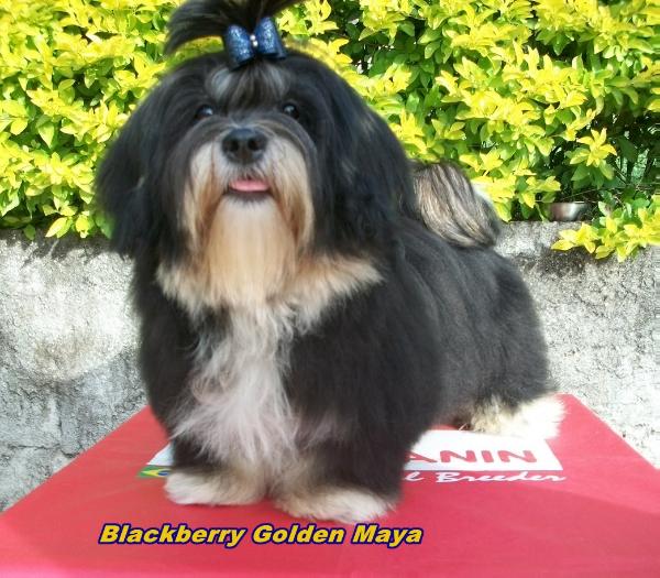 Blackberry Golden Maya | Lhasa Apso 