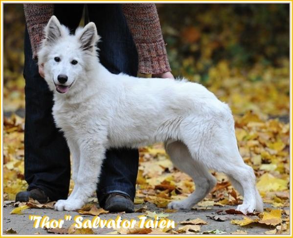 Salvator  Taien | White Swiss Shepherd Dog 