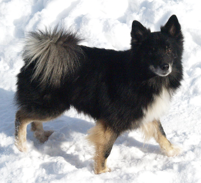 Hektor vom Schloss Neubronn | Icelandic Sheepdog 