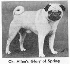 Allen's Glory of Spring | Pug 