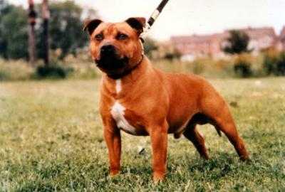 Pitmax The Matador | Staffordshire Bull Terrier 