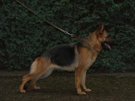 dina vom haus bérendorf | German Shepherd Dog 