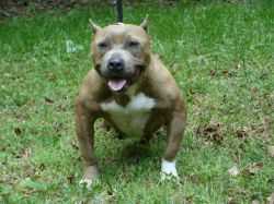 JBoyz New Begining Genesis | American Pit Bull Terrier 