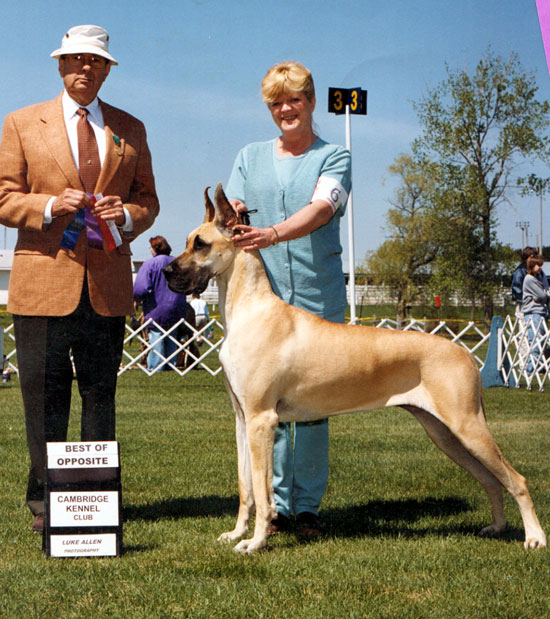 Keystone Shelby O' Northwind | Great Dane 