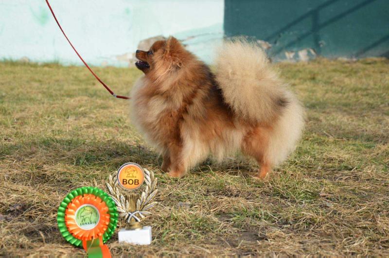 Savana Visada Kartu | German Spitz 