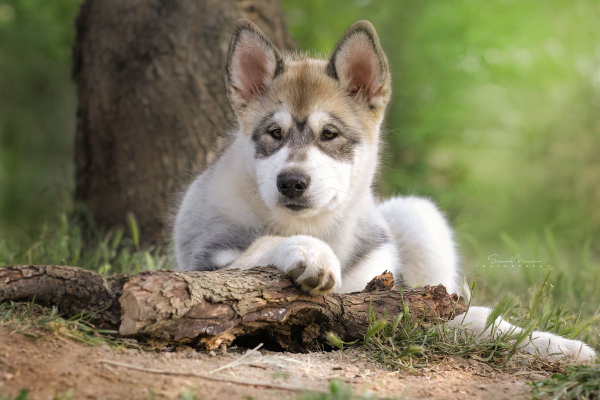 YUGA SATYA BENTSION MENDELEVICH CREEK | Alaskan Malamute 