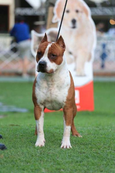 Br Black Belt Tata Do American Pride | American Staffordshire Terrier 