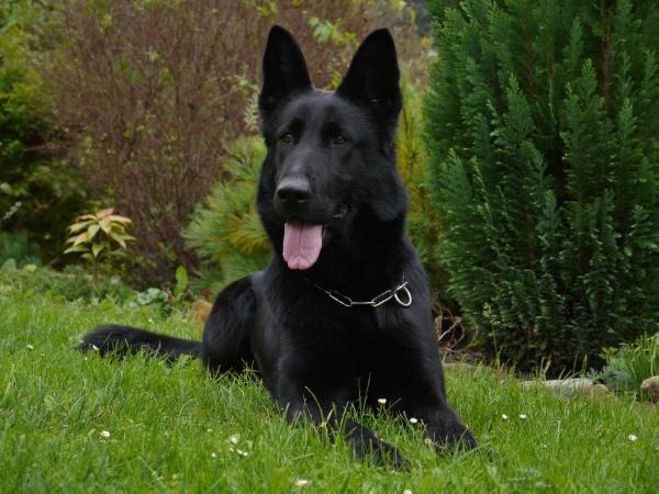 Dita ze Zacpalova chovu | German Shepherd Dog 