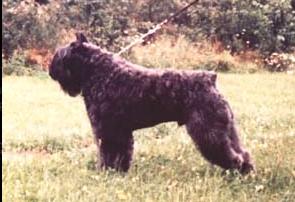 Zandor Fuset Fan't Fryske Lan | Bouvier des Flandres 