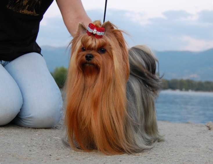 LA TOYA Stribrne Prani | Yorkshire Terrier 