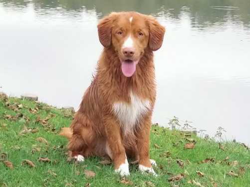 Suncatcher’s Just in Time | Nova Scotia Duck Tolling Retriever 