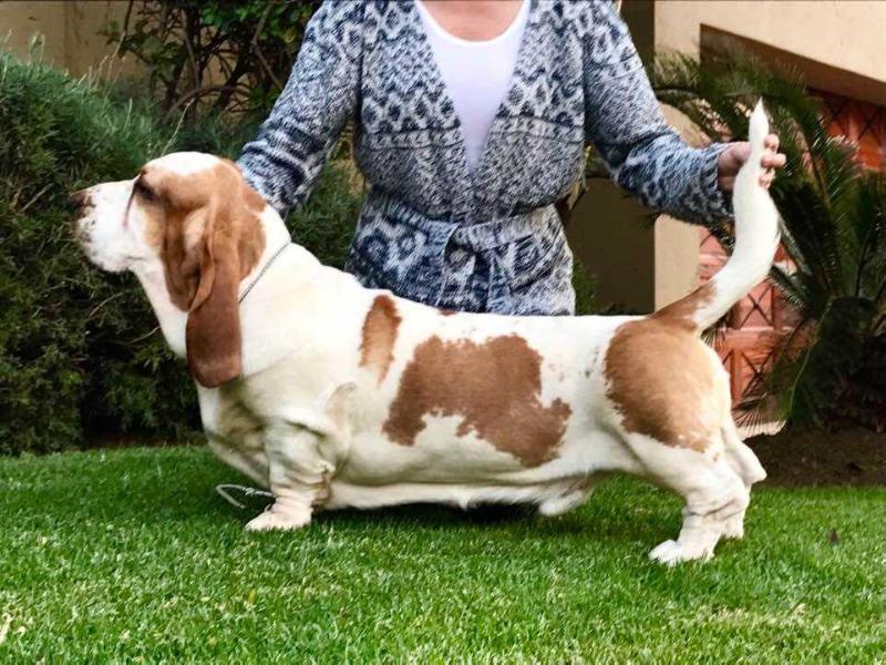 Bassefied De Villiers of Meandro | Basset Hound 