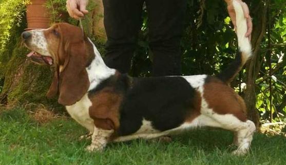 Rezihegyi Vig Domper Regina | Basset Hound 