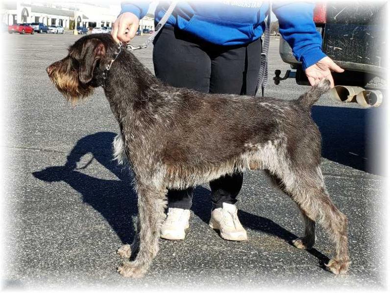 Egermaster Admiral Nelson | German Wirehaired Pointer 