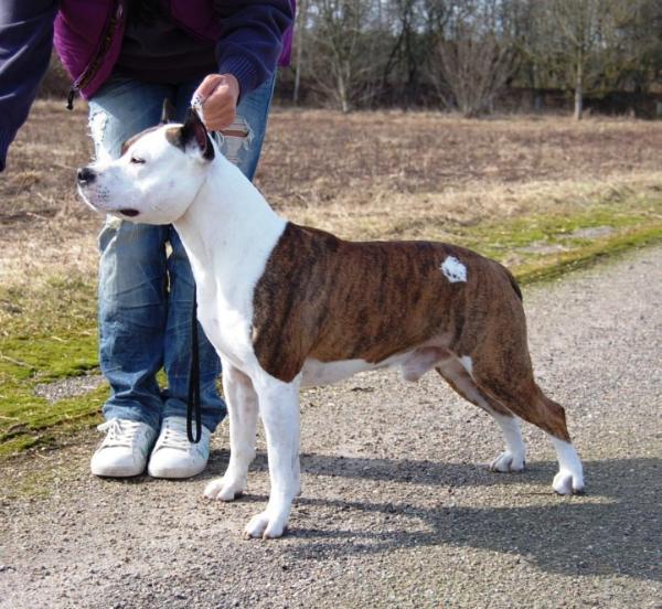 Blacktie High Stakes Gambler | American Staffordshire Terrier 