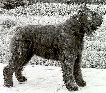 Arkos Anoesca v. Dafzicht | Bouvier des Flandres 