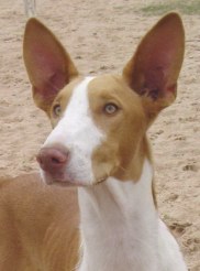 Serandida Shefaro Caribe | Ibizan Hound 