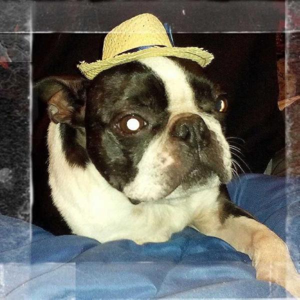 To-Sa's Tumbling Tumbleweed | Boston Terrier 