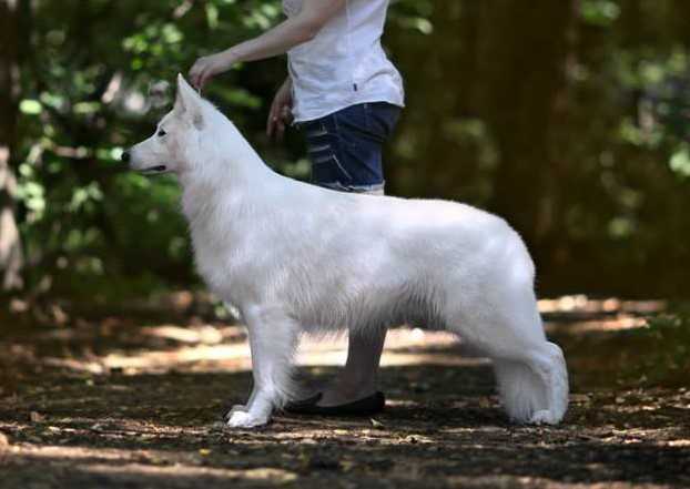 NOBLE KNIGHT DO VALE DAS PRINCESAS | White Swiss Shepherd Dog 