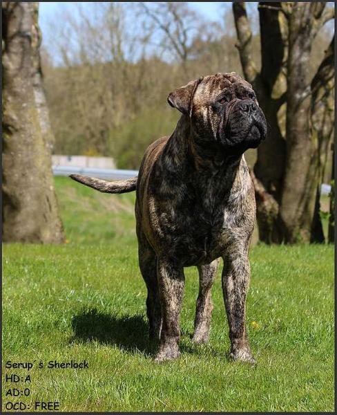 Serup´s Mr Sherlock | Bullmastiff 