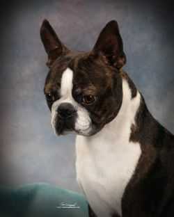 Martini's Great Ball Of Fire At Tara Oaks | Boston Terrier 