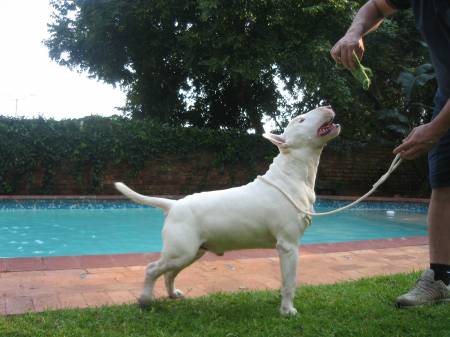Westbul Aussie Boy of Franjan | Bull Terrier 