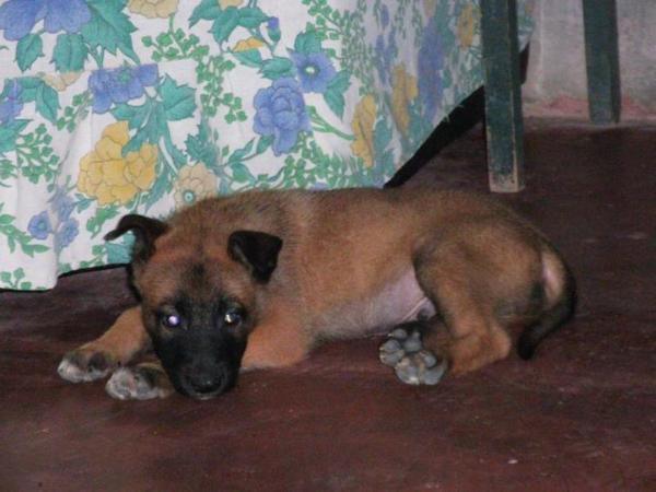 hulk of gray wolf | Belgian Malinois 