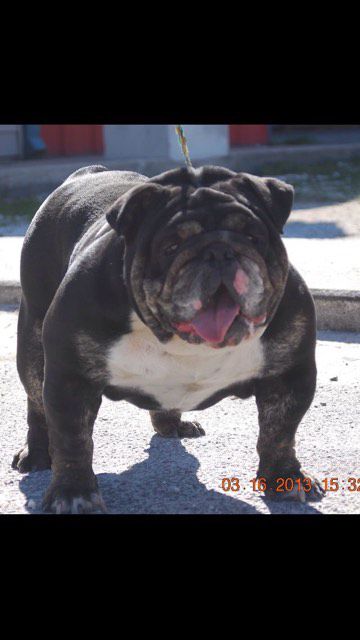 Blackgold's Cobra | Olde English Bulldogge 