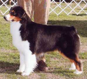 Limelite's I've Got A Secret | Australian Shepherd 