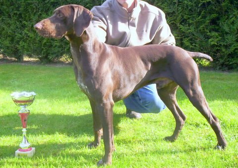 Arak de la Porte de Becray | German Shorthaired Pointer 