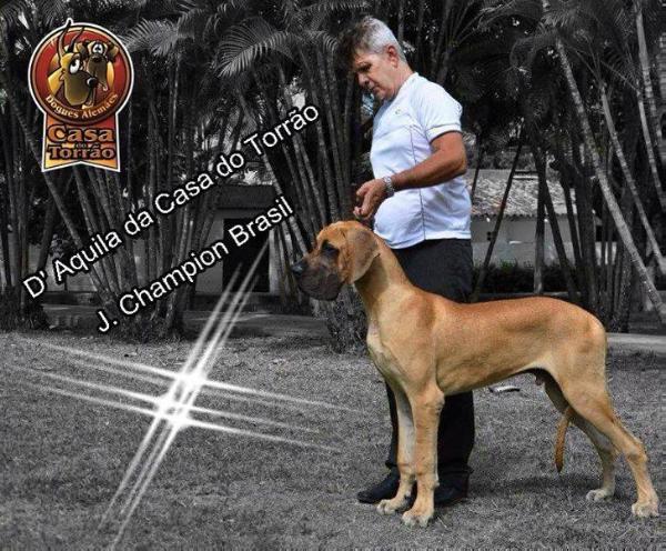 D'Aquila da Casa do Torrão | Great Dane 